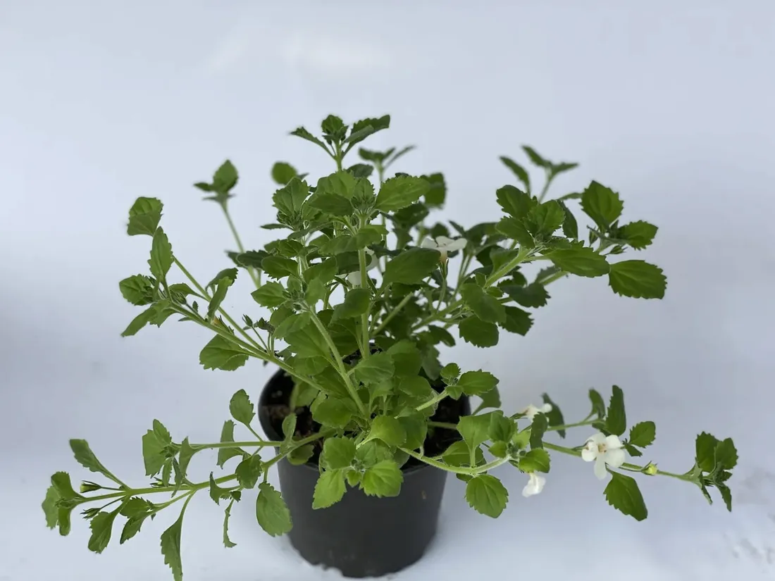 bakopa-bacopa-sutera-biala-sadzonka