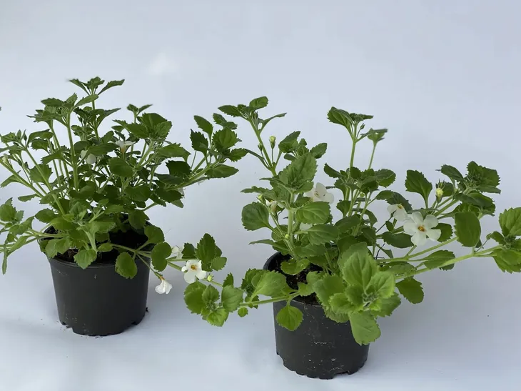 bakopa-bacopa-sutera-biala-sadzonka-kolor-kwiatow-biale-waga-z-opakowaniem-1-kg