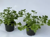 bakopa-bacopa-sutera-biala-sadzonka-kolor-kwiatow-biale-waga-z-opakowaniem-1-kg