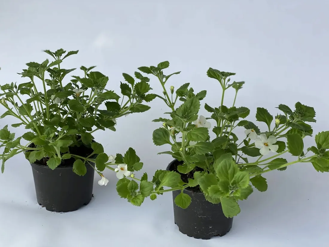 bakopa-bacopa-sutera-biala-sadzonka