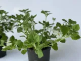bakopa-bacopa-sutera-biala-sadzonka-kolor-kwiatow-biale-roslina-w-postaci-sadzonka-w-pojemniku-do-05l