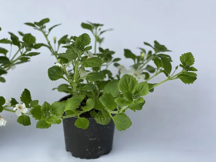 bakopa-bacopa-sutera-biala-sadzonka-waga-z-opakowaniem-1-kg-kolor-kwiatow-biale