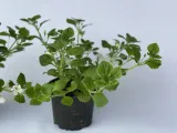 bakopa-bacopa-sutera-biala-sadzonka-waga-z-opakowaniem-1-kg-kolor-kwiatow-biale
