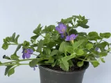 bakopa-bacopa-sutera-niebieska-sadzonka-kolor-kwiatow-niebieskie