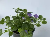 bakopa-bacopa-sutera-niebieska-sadzonka-roslina-w-postaci-sadzonka-w-pojemniku-do-05l