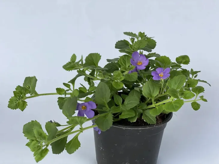 bakopa-bacopa-sutera-niebieska-sadzonka-kolor-kwiatow-niebieskie-waga-z-opakowaniem-1-kg