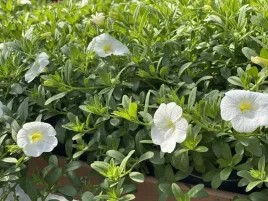million-bells-white-calibrachoa-kolor-bialy