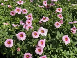 million-bells-pink-red-eye-calibrachoa-kolor-rozowy