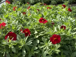 million-bells-firestorm-calibrachoa-kolor-czerwony