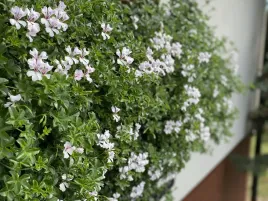 pelargonia-bluszczolistna-zwisajaca-biala-pelargonium-peltatum