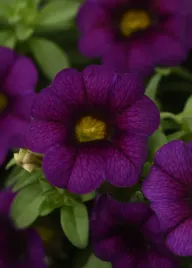million-bells-royal-blue-16-calibrachoa-kolor-niebieski