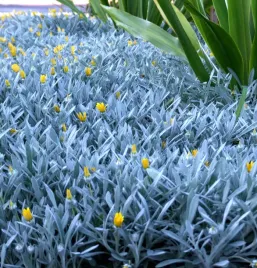 gazania-zwisajaca-sadzonki