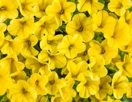 million-bells-true-yellow-calibrachoa-kolor-zolty