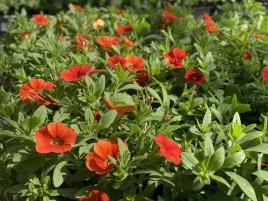 million-bells-orange-calibrachoa-kolor-pomaranczowy