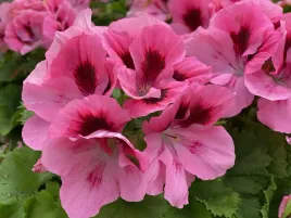 pelargonia-angielska-grandiflorum-aristo-pink-sadzonki