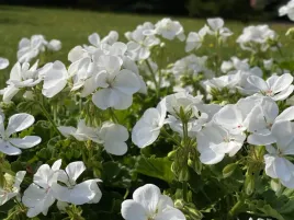 pelargonia-rabatowa-biala-pelargonium-zonale-paloma-sadzonki