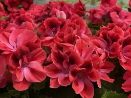 pelargonia-angielska-grandiflorum-aristo-claret-sadzonki
