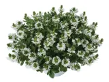 scewola-scaevola-biala-sadzonka
