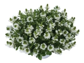 scewola-scaevola-biala-sadzonka