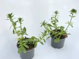 scewola-scaevola-biala-sadzonka-kolor-kwiatow-biale