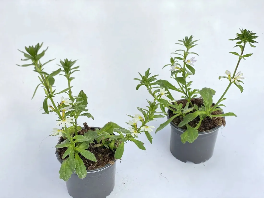 scewola-scaevola-biala-sadzonka-kolor-kwiatow-biale