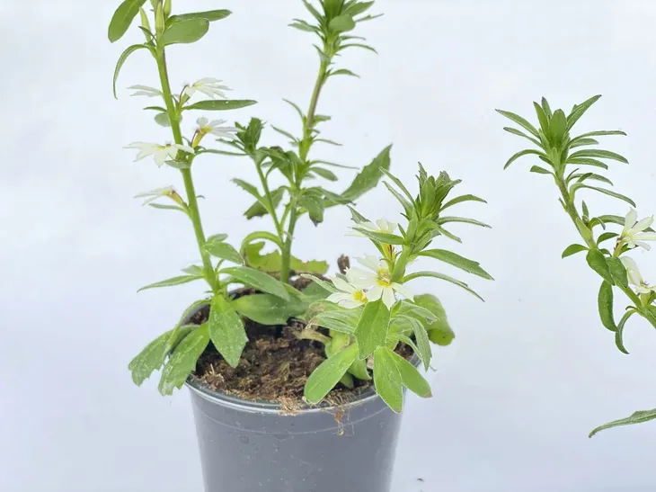 scewola-scaevola-biala-sadzonka-waga-z-opakowaniem-1-kg