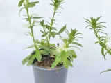 scewola-scaevola-biala-sadzonka-waga-z-opakowaniem-1-kg