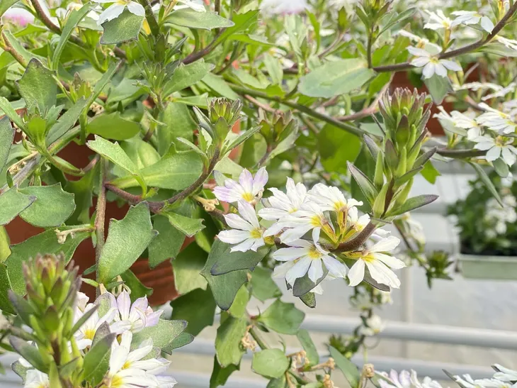 scewola-scaevola-biala-sadzonka-roslina-w-postaci-sadzonka-w-pojemniku-do-05l