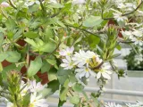 scewola-scaevola-biala-sadzonka-roslina-w-postaci-sadzonka-w-pojemniku-do-05l