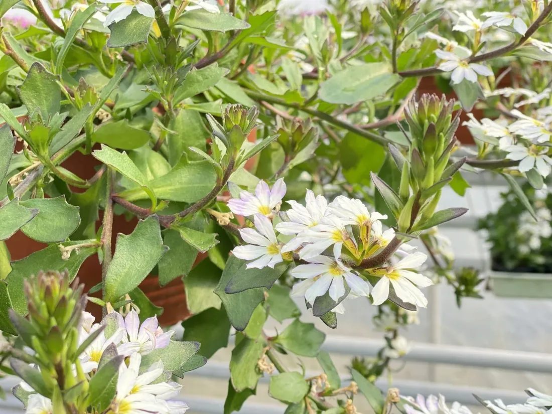 scewola-scaevola-biala-sadzonka