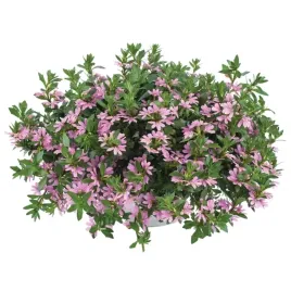 scewola-scaevola-rozowa-sadzonka