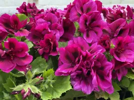 pelargonia-angielska-grandiflorum-aristo-burgundy-sadzonki