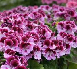 pelargonia-angielska-grandiflorum-elegance-alexia-sadzonki