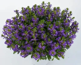 scewola-scaevola-niebieska-sadzonka