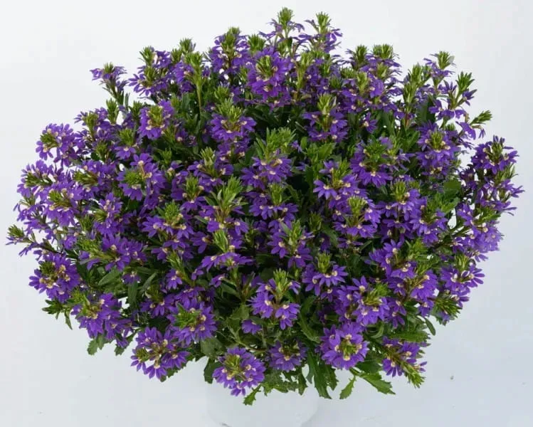 scewola-scaevola-niebieska-sadzonka