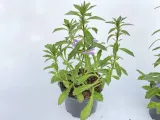 scewola-scaevola-niebieska-sadzonka-kolor-kwiatow-niebieskie