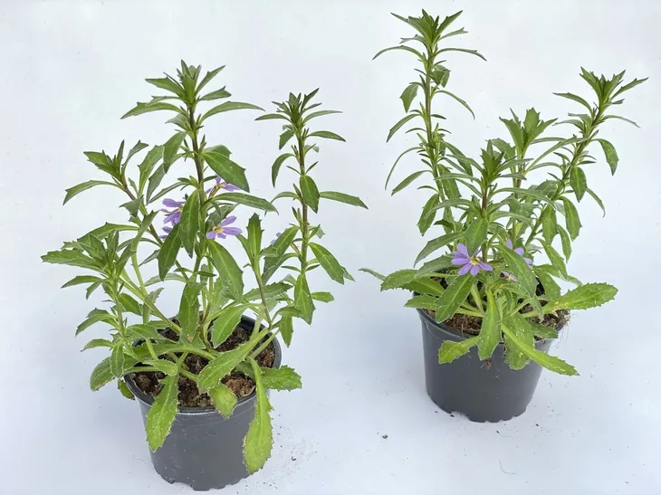 scewola-scaevola-niebieska-sadzonka-waga-z-opakowaniem-1-kg