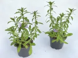 scewola-scaevola-niebieska-sadzonka-waga-z-opakowaniem-1-kg