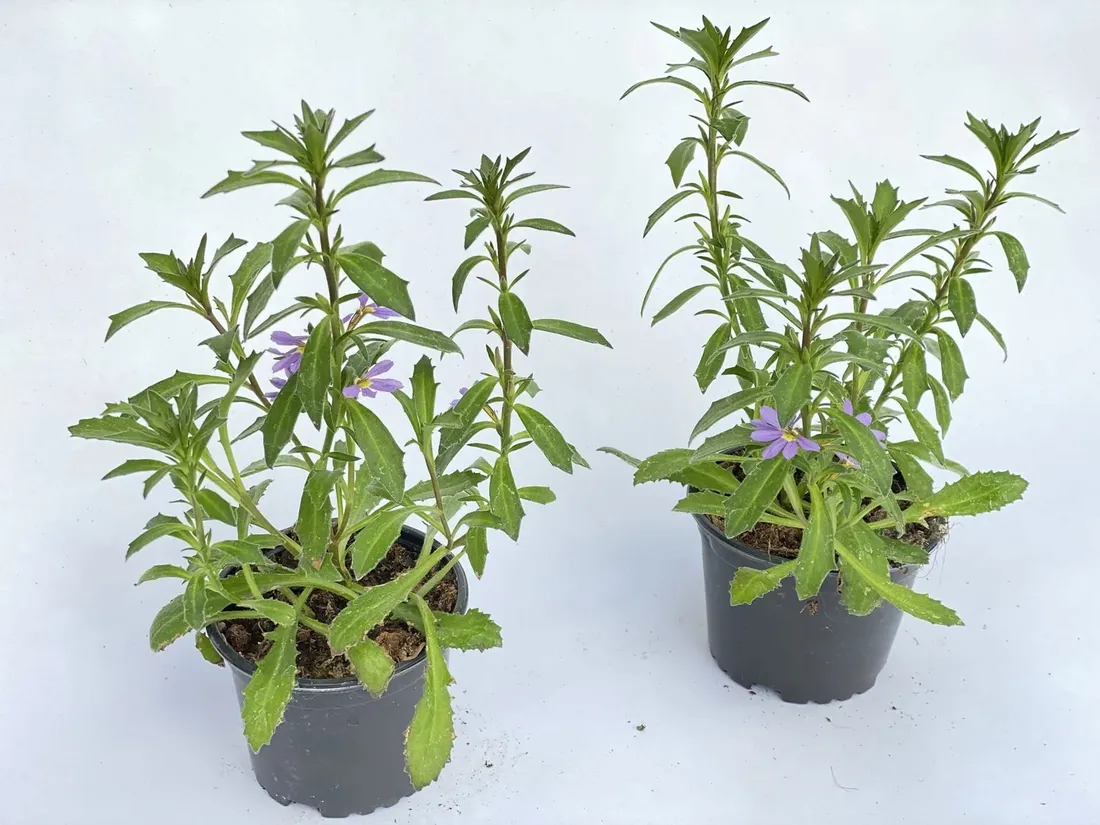 scewola-scaevola-niebieska-sadzonka