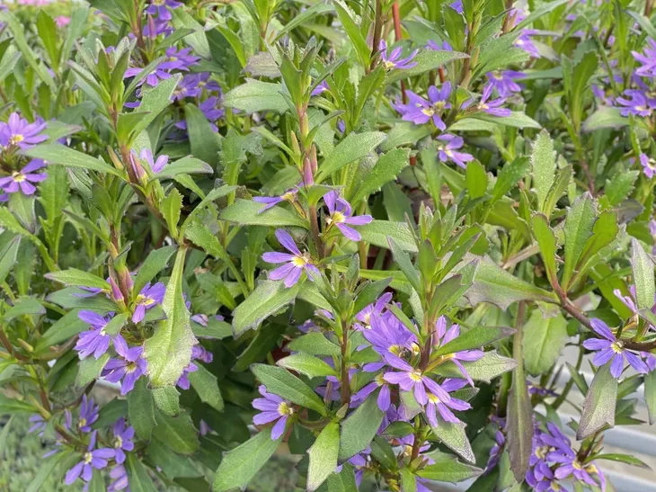 scewola-scaevola-niebieska-sadzonka-roslina-w-postaci-sadzonka-w-pojemniku-do-05l