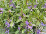 scewola-scaevola-niebieska-sadzonka-roslina-w-postaci-sadzonka-w-pojemniku-do-05l