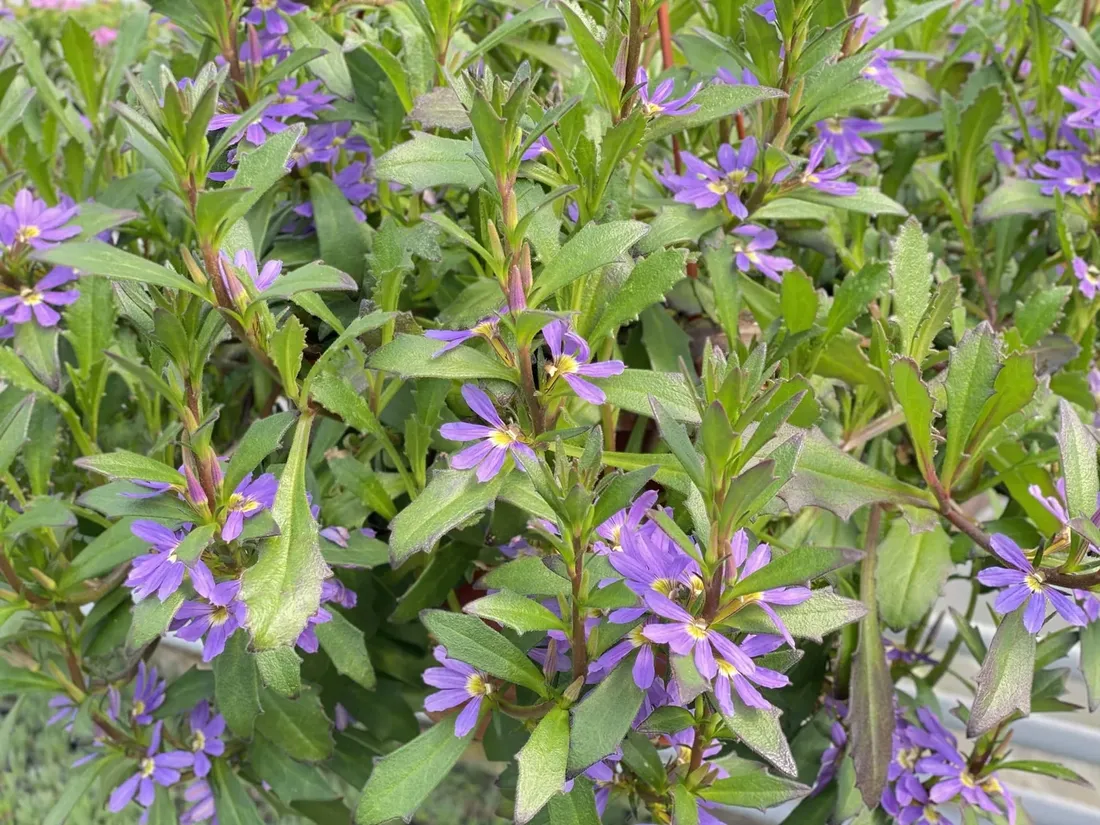 scewola-scaevola-niebieska-sadzonka