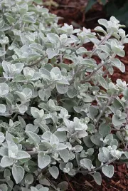kocanka-wlochata-ogrodowa-srebrna-helichrysum-silver-sadzonka