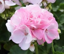 pelargonia-rabatowa-kolor-delikatny-roz-pelargonium-zonale-sunrise-holly
