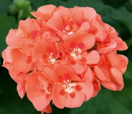 pelargonia-rabatowa-kolor-brzoskwiniowy-pelargonium-zonale-sunrise-mila
