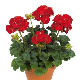 pelargonia-rabatowa-czerwona-pelargonium-zonale-victor-sadzonki