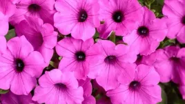 surfinia-supertunia-vista-jazzberry-fioletowy-sadzonki