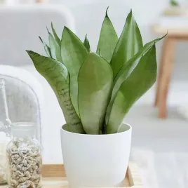 sansewieria-moonshine-sansevieria-ladna-wezownica