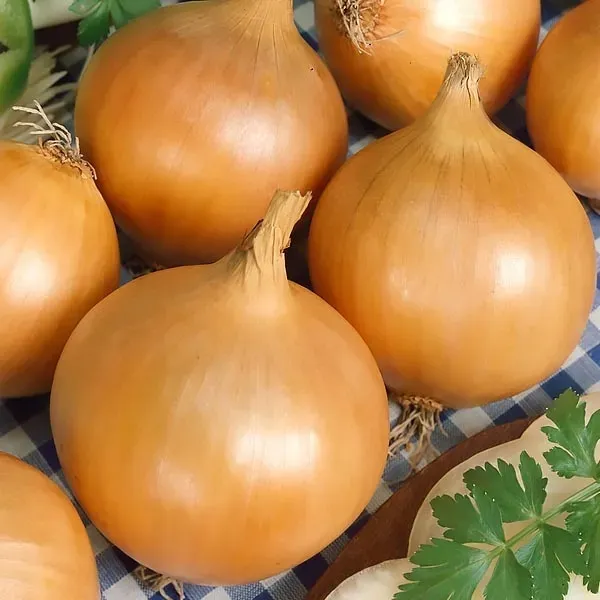 cebula-nasiona-wolska-5g-rodzaj-rosliny-inny