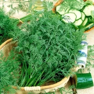 koper-nasiona-krezus-5-g-cykl-rozwojowy-rosliny-jednoroczna